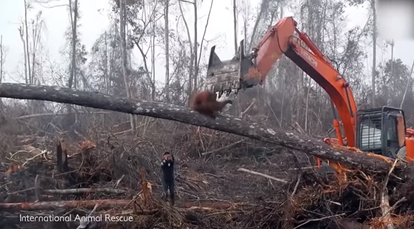 bosques, orangutan , trapa, palma, rescate, programapublicidad, muy grande